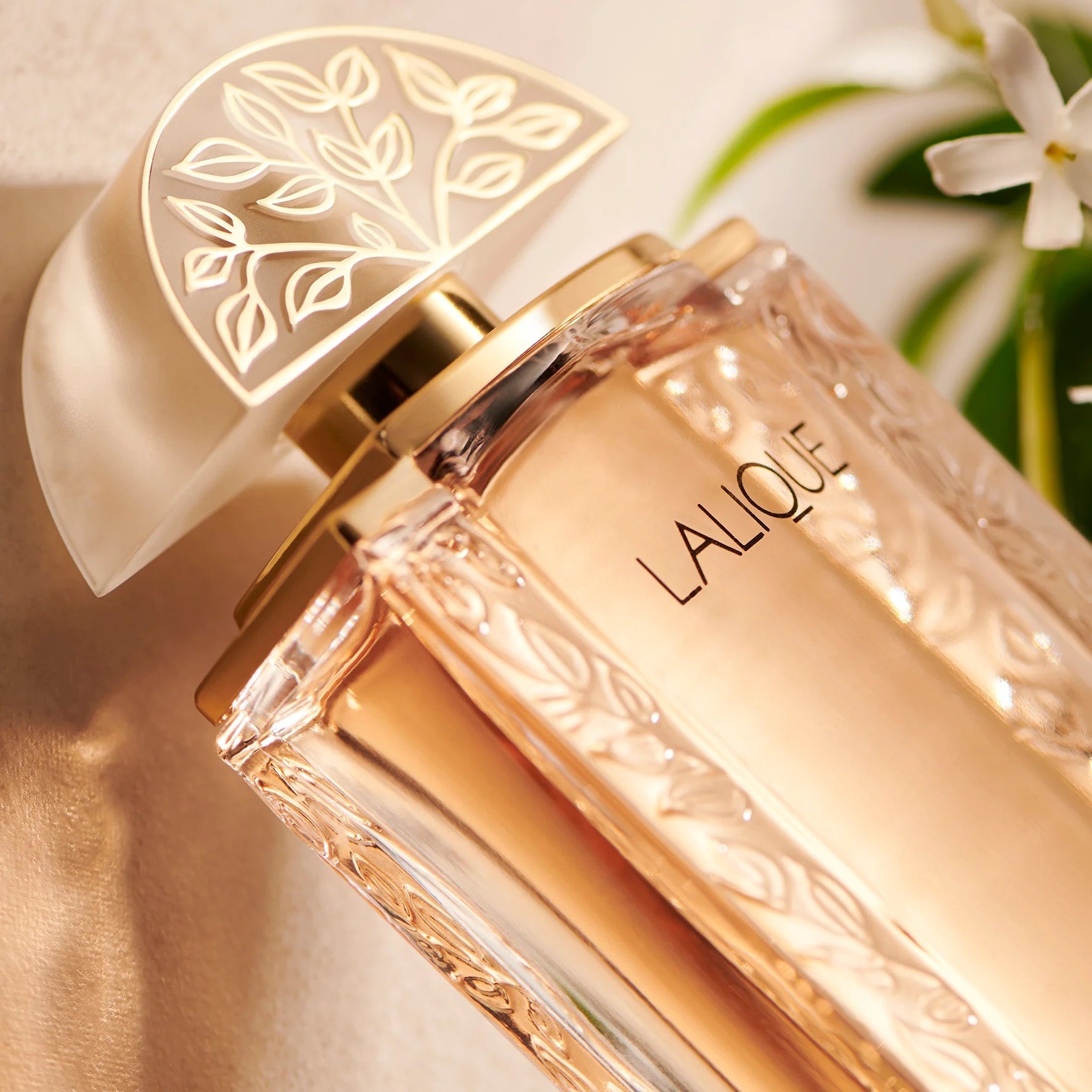 Lalique EDP | My Perfume Shop Australia