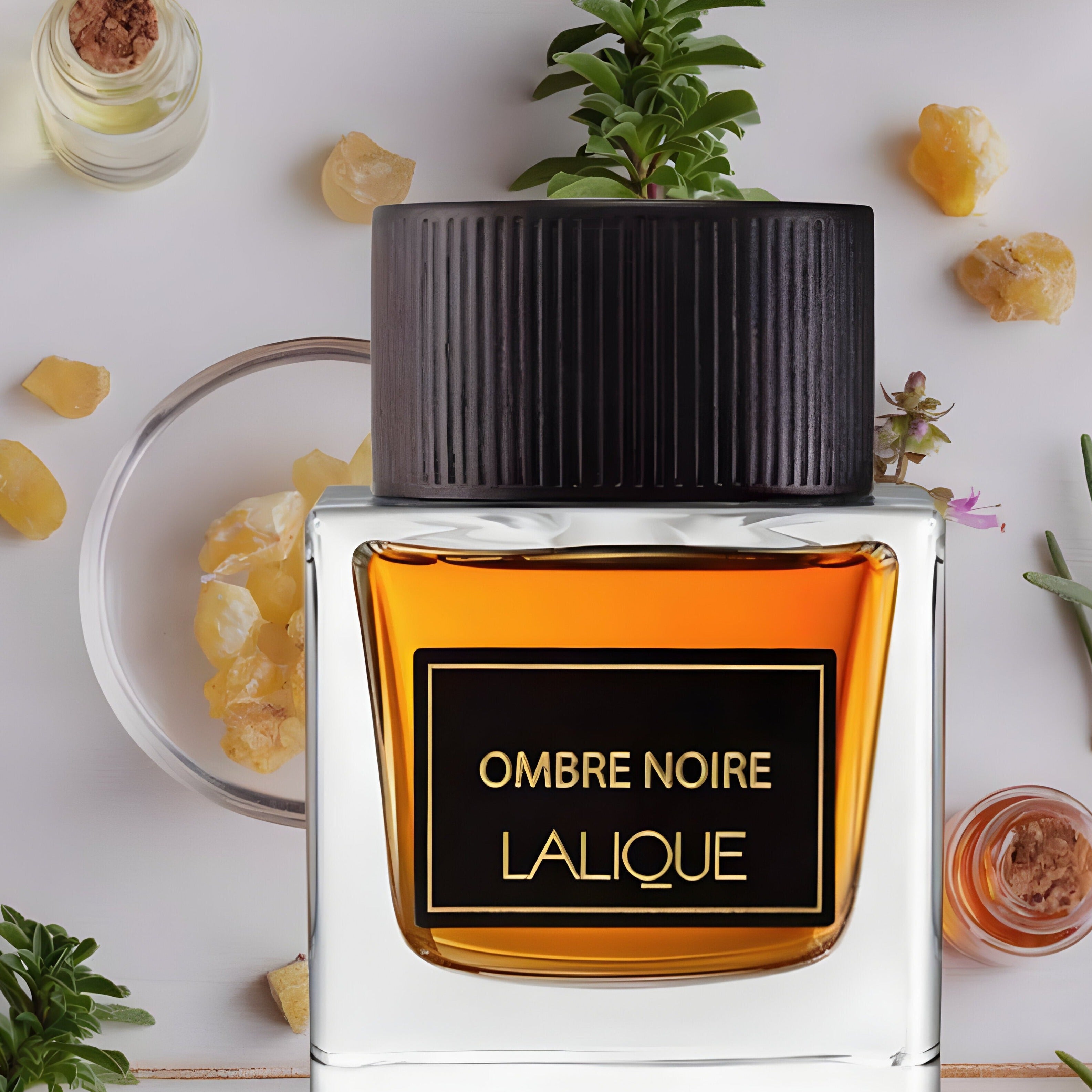 Lalique Ombre Noire EDP For Men | My Perfume Shop Australia